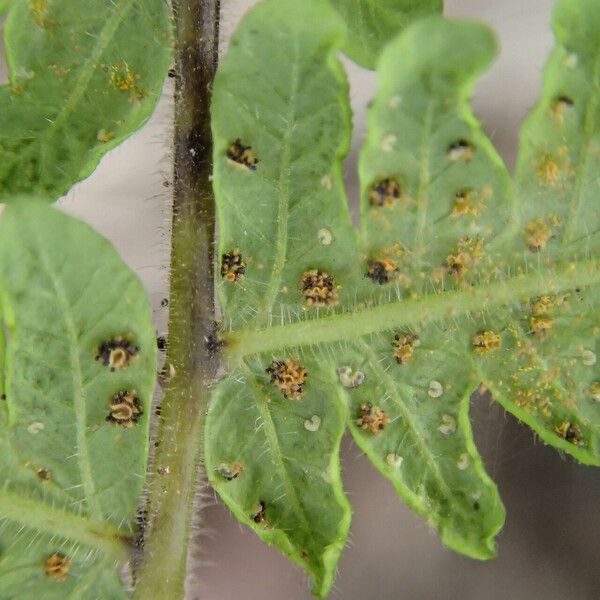 Thelypteris hispidula List