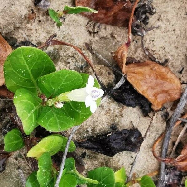 Asystasia gangetica Blomma