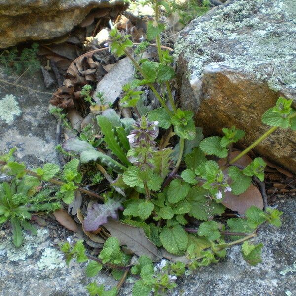 Stachys arvensis Habitus