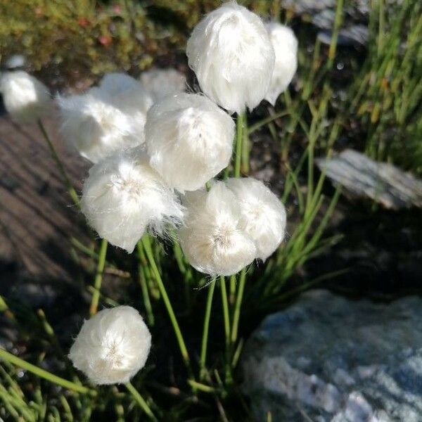 Eriophorum scheuchzeri 花