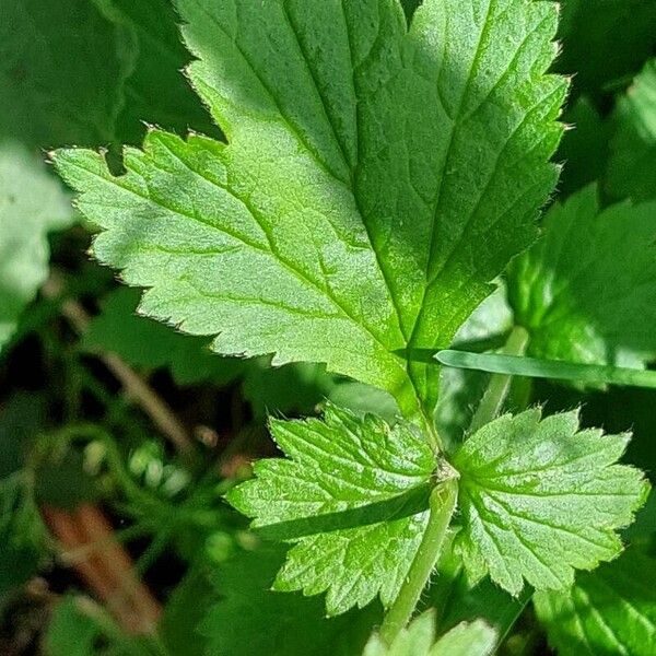 Geum urbanum Foglia