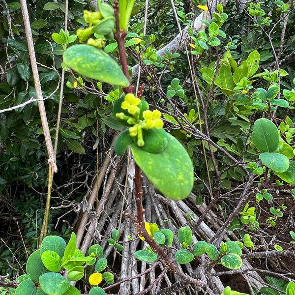 Wikstroemia indica Flower