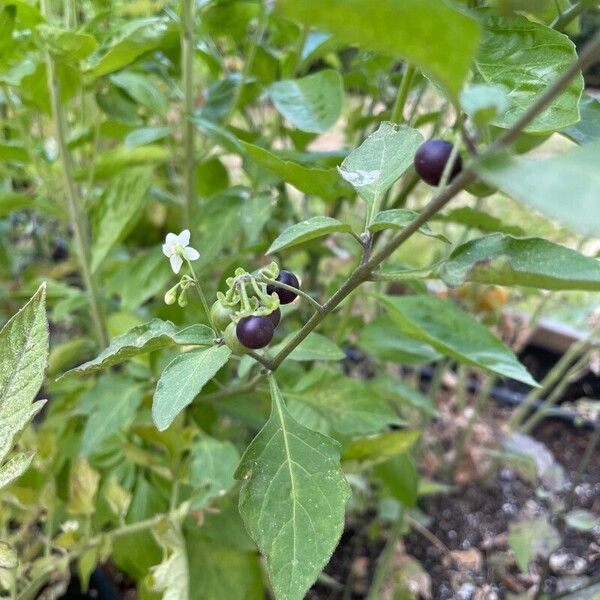 Solanum americanum Plod