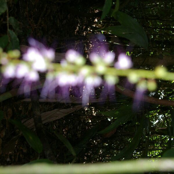 Hirtella racemosa Blomma