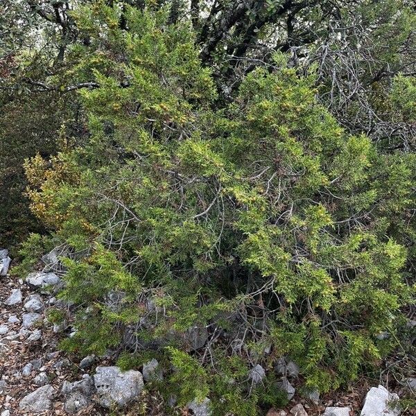 Juniperus phoenicea عادت
