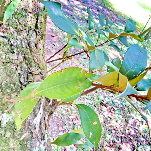 Castanopsis cuspidata 葉