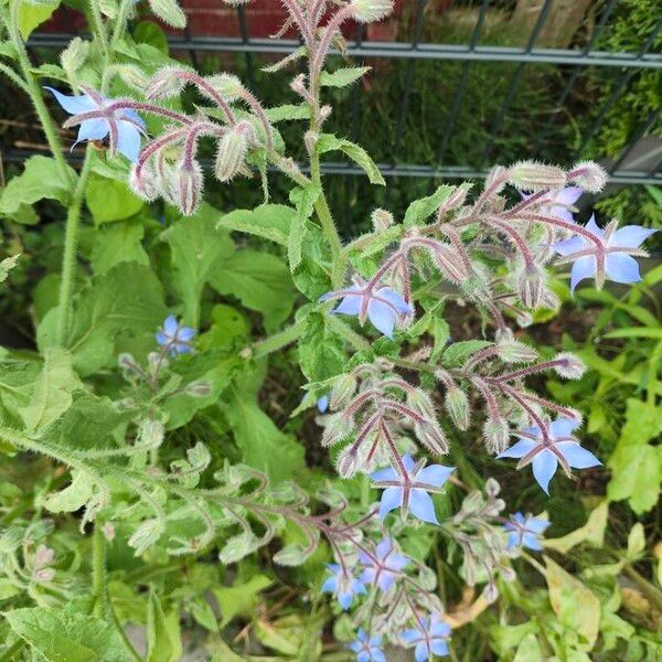 Borago officinalis 花