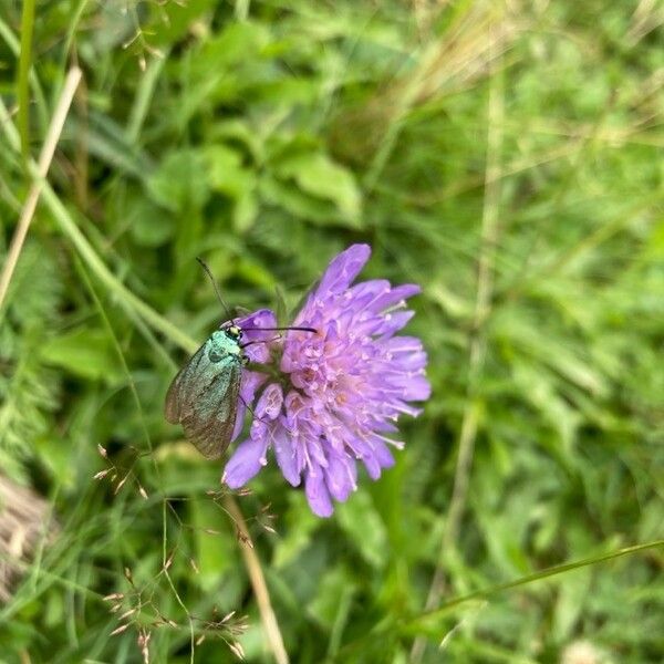 Knautia dipsacifolia Flower