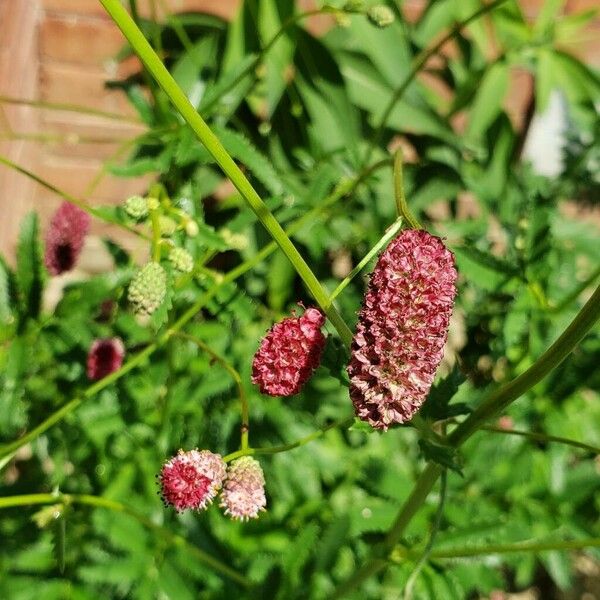 Sanguisorba officinalis ফুল