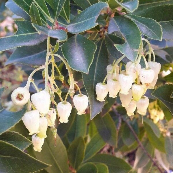 Arbutus unedo 花