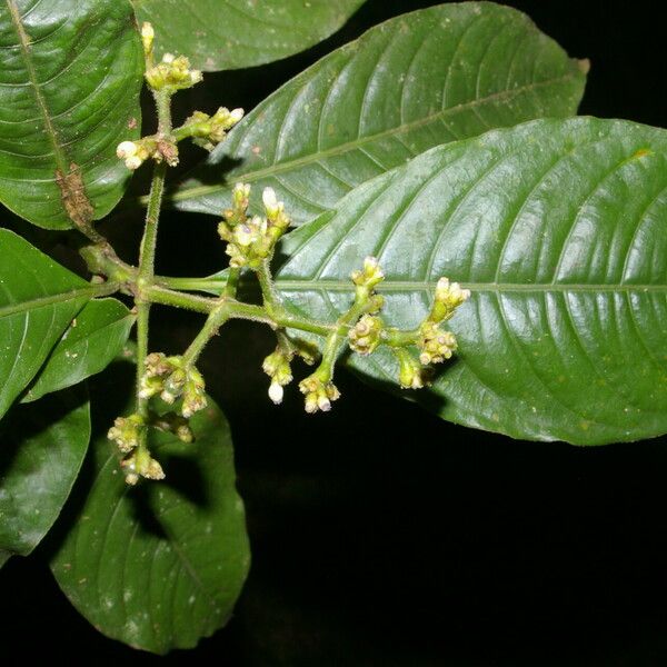 Palicourea brachiata Flower