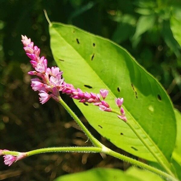 Persicaria orientalis 花