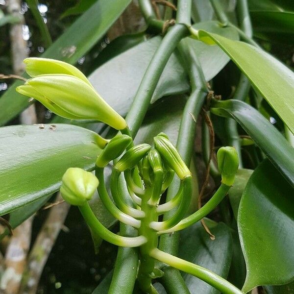 Vanilla planifolia Flower