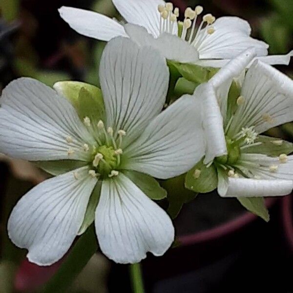 Dionaea muscipula Květ