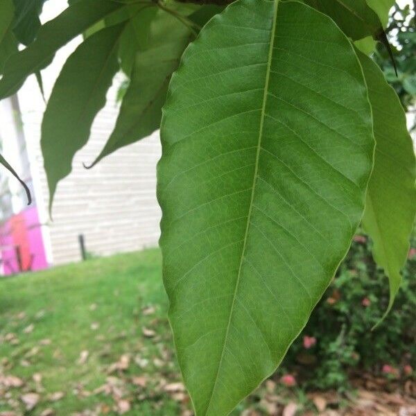 Magnolia champaca Liść