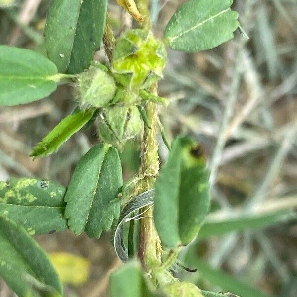 Sida ciliaris Leaf