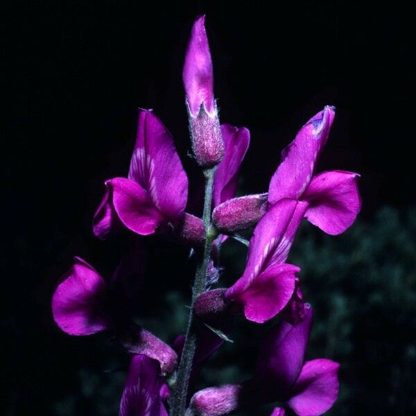 Oxytropis lambertii Bloem