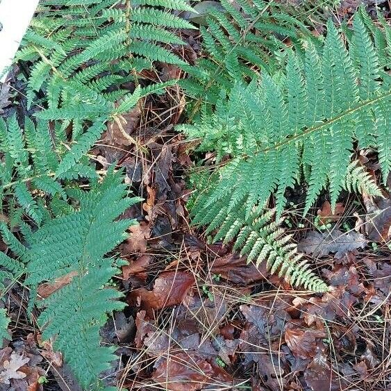 Polystichum braunii ᱥᱟᱠᱟᱢ