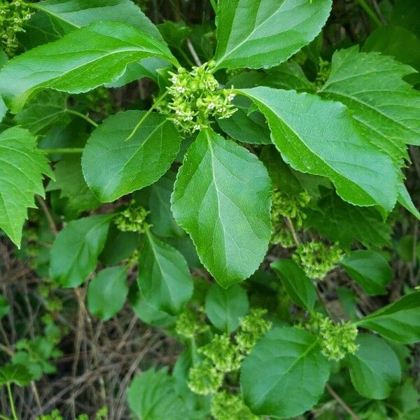 Celastrus orbiculatus Blatt