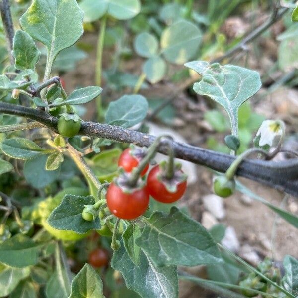 Solanum villosum 果