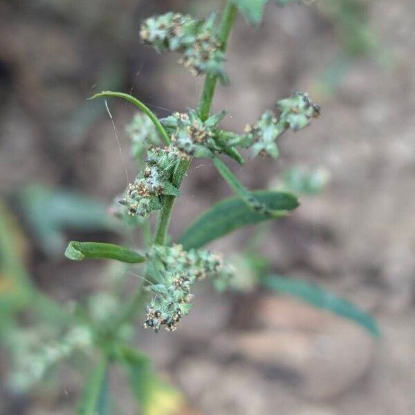 Atriplex patula Kwiat