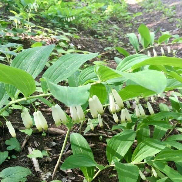 Polygonatum odoratum Кветка