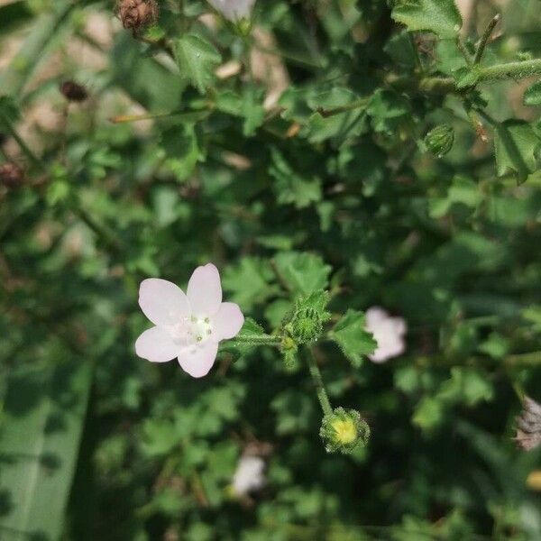 Pavonia zeylonica Flor