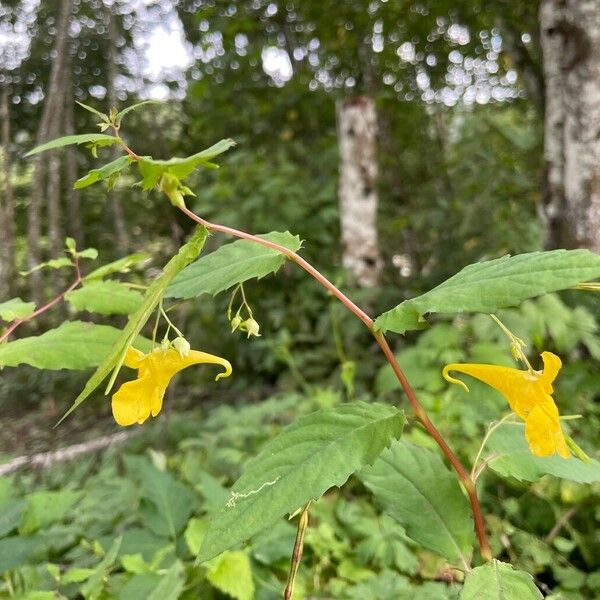 Impatiens noli-tangere Cvet