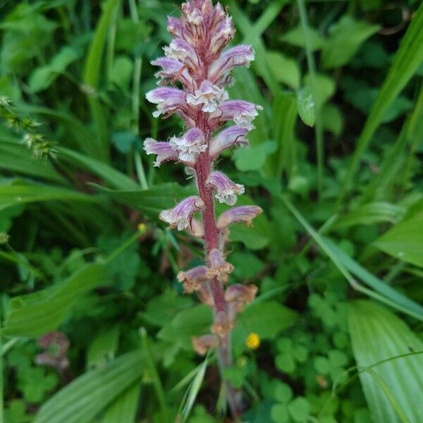 Orobanche pubescens Bloem