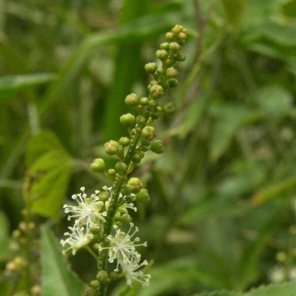 Croton bonplandianus Blodyn