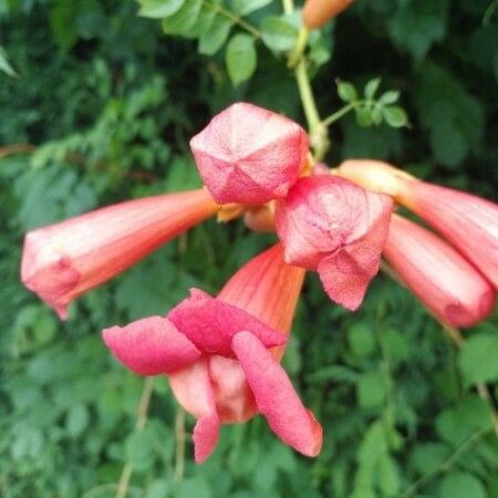 Campsis radicans Flor