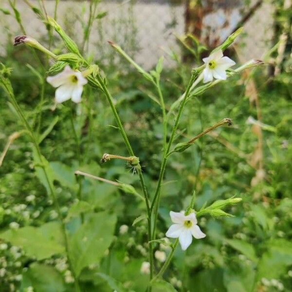 Nicotiana plumbaginifolia Flower
