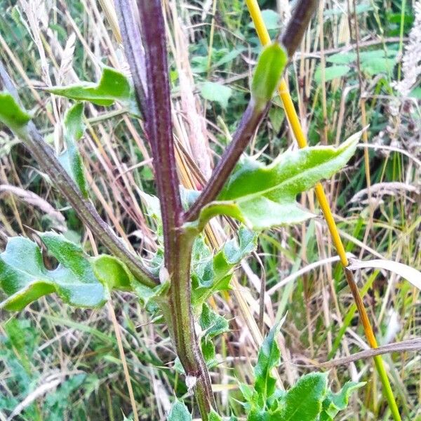 Cirsium arvense বাকল