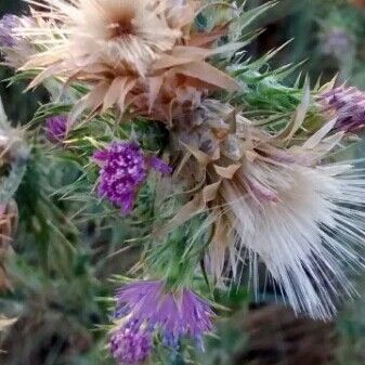 Carduus pycnocephalus Flower