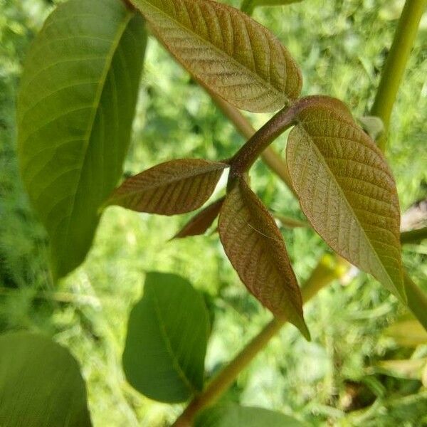 Juglans regia Leaf