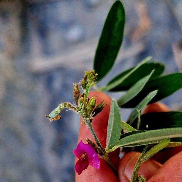 Tephrosia purpurea Fiore