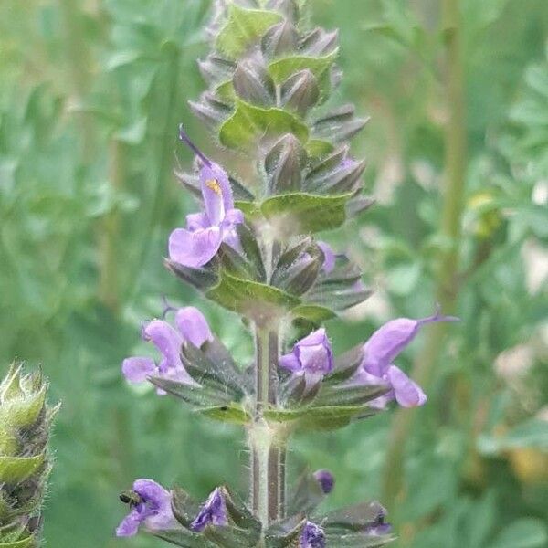 Salvia verbenaca Flower