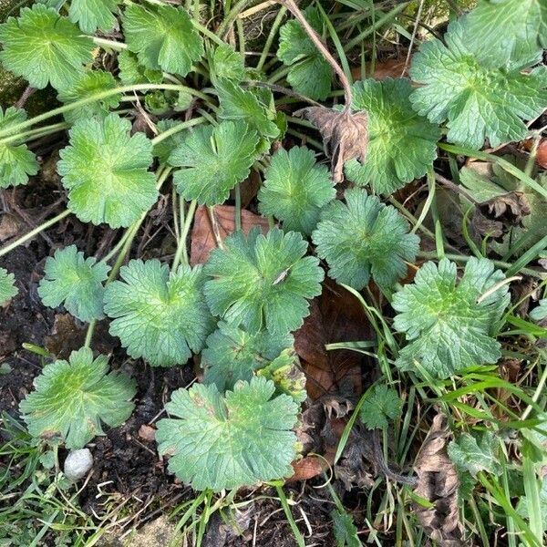 Geranium molle برگ