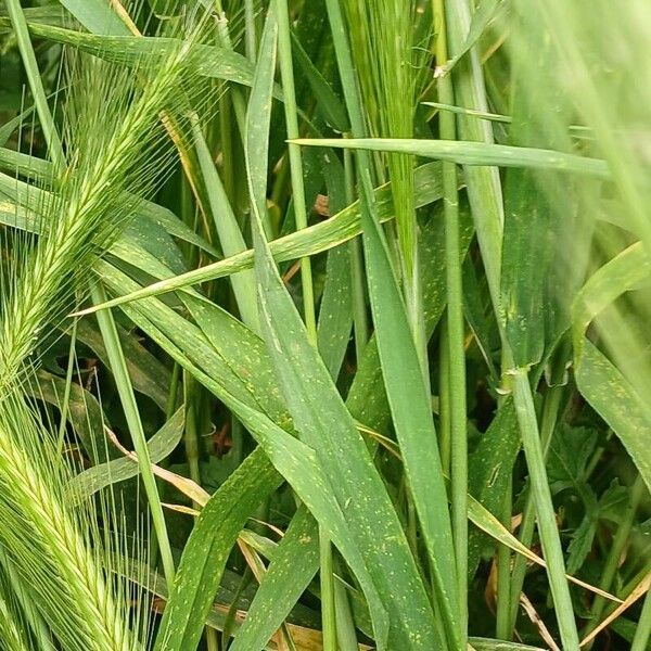 Hordeum murinum Deilen