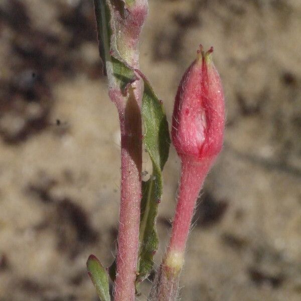 Oenothera parodiana Övriga