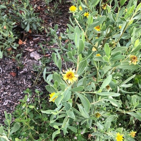 Borrichia frutescens Flower