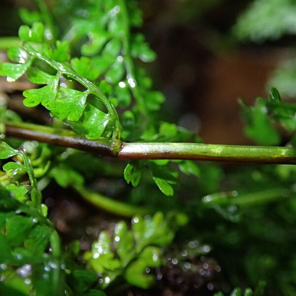 Asplenium abyssinicum Leaf