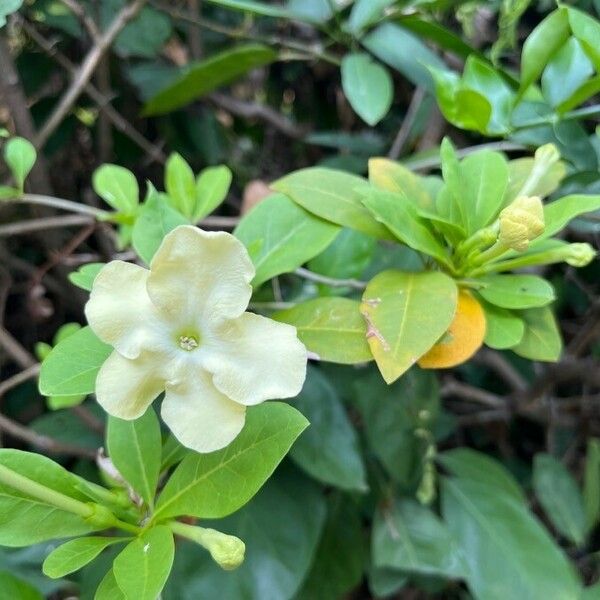 Brunfelsia americana Цветок