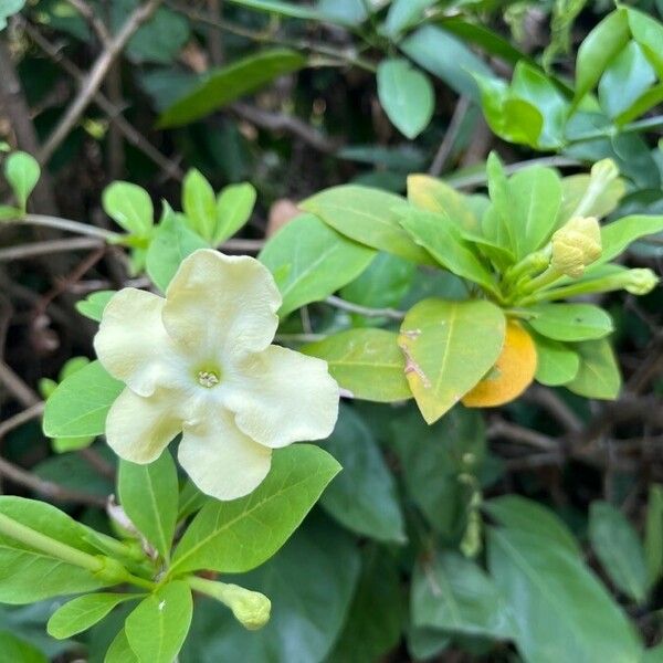 Brunfelsia americana Flower