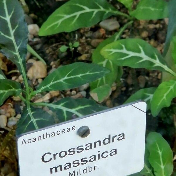 Crossandra massaica Foglia