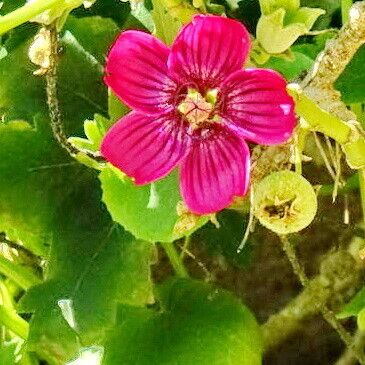 Malva assurgentiflora Flower