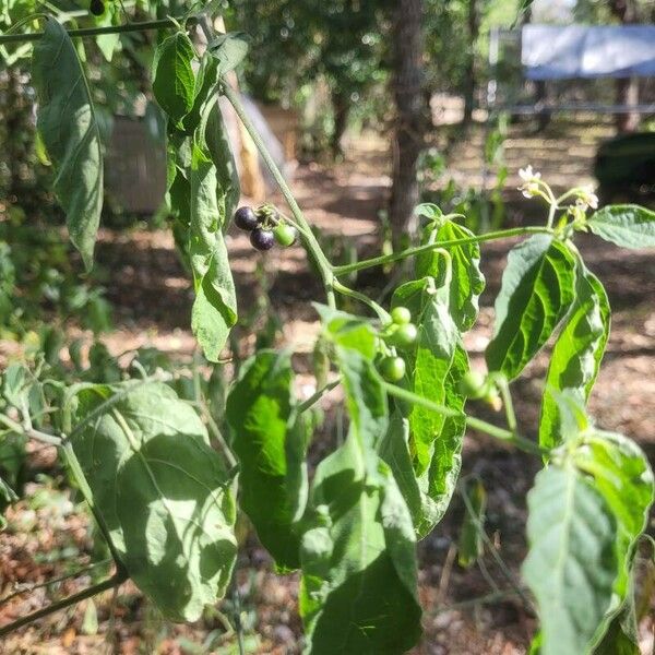 Solanum scabrum 葉