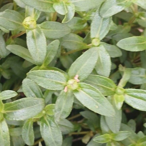 Sanvitalia procumbens Liść