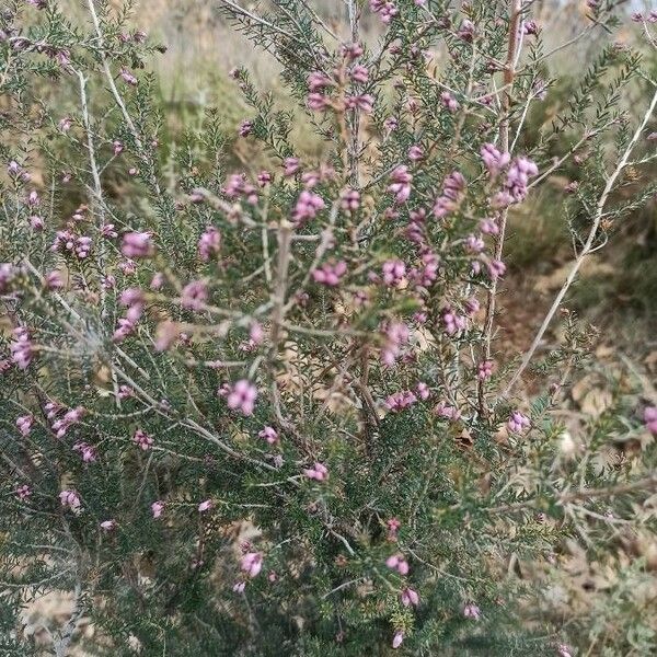 Erica erigena 花