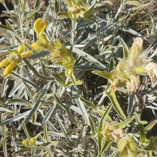 Phlomis lychnitis Květ